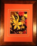 Flower Starburst - Photography - Lud Schomig - 21x17