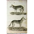 1825 NATURAL HISTORY CHACAL SENEGA WHITTAKER ANIMAL
