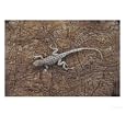 Side-Blotched Lizard Warms Itself on a Rock, Death Valley National Monument, California Animals Photographic Poster Print by Paul Chesley, 24x18