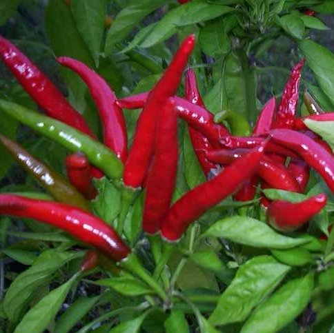 40 Seeds, Hot Pepper 