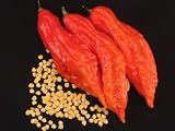 20+ Bhut Jolokia / Naga Morich Seeds