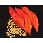 20 Bhut