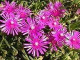 Ice Plant - Delosperma Table Mountain - 10 Seeds