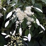 Amazon / Hirts: Hydrangea: Windmill Chinese Hydrangea Vine - Shade - Schizophragma