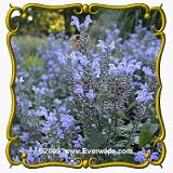 1 Oz Hoary Skullcap (Scutellaria incana) Bulk Wildflower Seeds
