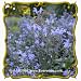 Hoary Skullcap (Scutellaria incana) Jumbo Wildflower Seed Packet - 400 Seeds