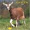 Goats 2008 Square Wall Calendar (German, French, Spanish and English Edition)