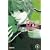 D�sir C Max, Tome 4 :