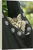 Box Canvas Print of European brown Tabby Cat - Kitten in carrier from Ardea