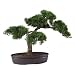 Cedar Bonsai 16