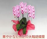 母の日ギフト！15％OFF！産地直送でお届けする選び抜かれた大輪胡蝶蘭3本立ち（24輪前後・つぼみ含む）/ピンク　5月4日から5月8日の間にお届けします。