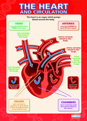 The Heart and Circulation Paper Poster
