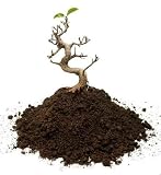 Surviving Bonsai Tree - 48