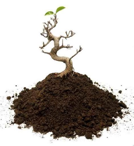 Surviving Bonsai Tree - 48