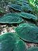 Hemiepiphyte, Barro Colorado Island, Panama Photographic Poster Print by Christian Zi...