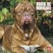 Dogue de Bordeaux 2010 Square Wall
