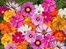 Crazy Cosmos Mix - 200 Seeds