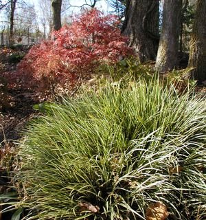 Sweet Flag Grass
