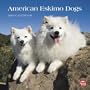 American Eskimo Dogs 2010 Square Wall (Multilingual Edition)