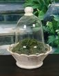 Glass Dome Bell Jar Cloche Terrarium with Scalloped Base