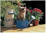 Ravensburger - Puzzle - Chaton Sur Un Arrosoir - 1500 Pièces