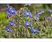 Photographic Prints of Borage - in flower from Ardea Wildlife Pets