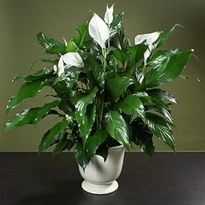 Buy flowering plants gifts - River Tree Gift Baskets Elegant Peace Lily In Lavender Monarch Container - Mother\'s Day Gift - Live Plant - Sympathy Gift - Bereavement Gift - Flowering Plant - Live Flowers - Green Gift Ships Via 2 Day Air!