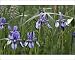 Photographic Prints of WAT-10588 Siberian Iris from Ardea Wildlife Pets