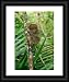 Philippine Tarsier, adult, - Framed Print 20x16 (51x40cm) by Ardea