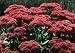 Dragon's Blood Sedum (Groundcover) - 100 Seeds - Seed Needs Envelope
