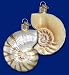 Old World Christmas Nautilus Shell Ornament