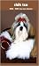 shih tzu - Shih Tzu 2 Yr Pocket2008