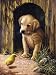 Junior Small Paint By Number Kit: 8.75x11.75 Labrador Puppy