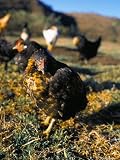 Free Range Chickens, Salta, Argentina, South America Art Photographic Poster Print by Mark Chivers, 18x24