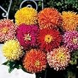 Giant Cactus Zinnia 300 Seeds - PLUS PACK!