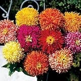 Giant Cactus Zinnia 300 Seeds - PLUS PACK!