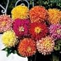 Giant Cactus Zinnia 300 Seeds - PLUS PACK!