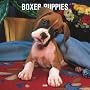 Boxer Puppies 2008 Square Wall Calendar (German, French and Spanish Edition)