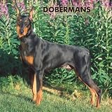 Dobermans 2008 Wall Calendar