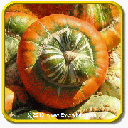 1 Oz Gourd Seeds - 'Turk's Turban' Bulk Vegetable Seeds