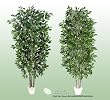 TWO 7' Artificial Trees -Ficus + Mini Ficus with Real Wood Trunks