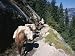 Pack Horses and Tourist Trekking, Merced Valley, Yosemite National Park, California, USA Photographic Poster Print by Lorraine Wilson, 24x32