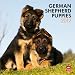 German Shepherd Puppies 2012 Square 12X12 Wall Calendar (Multilingual Edition)