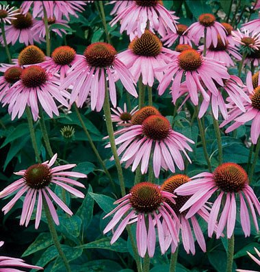David's Garden Seeds Herb Echinacea Purpurea D956A (Purple) 500 Organic Seeds David's Garden Seeds Herb Echinacea Purpurea D956A (Purple) 500 Organic Seeds