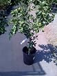 W. Murcott Semi Dwarf Mandarin Orange Tree Five Gallon