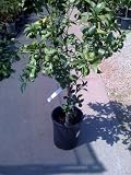 W. Murcott Semi Dwarf Mandarin Orange Tree Five Gallon