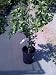 W. Murcott Semi Dwarf Mandarin Orange Tree Five Gallon