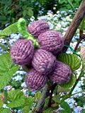 Knitted Toy Grapes