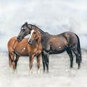 Winter Meadow Horses Christmas Cards Pack