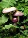 Viscid Violet Cort, Mohican State Park, Ohio Photographic Poster Print by David M. Dennis, 18x24